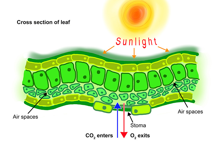 Cross section of a leaf showing how CO2 enters and O2 exits through diffusion